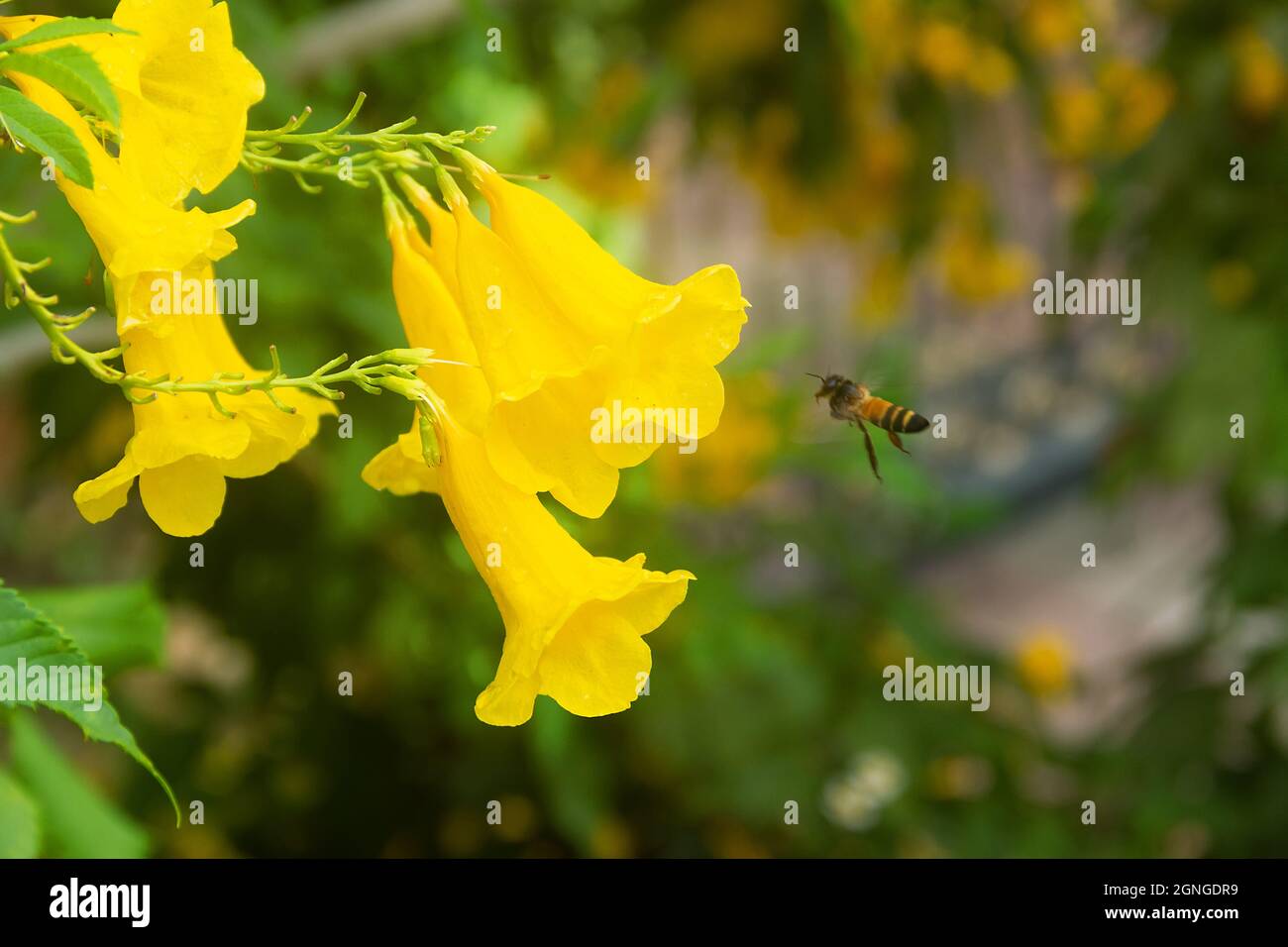 Common trumpet creeper (Campsis radicans) variety flava. Indian bee