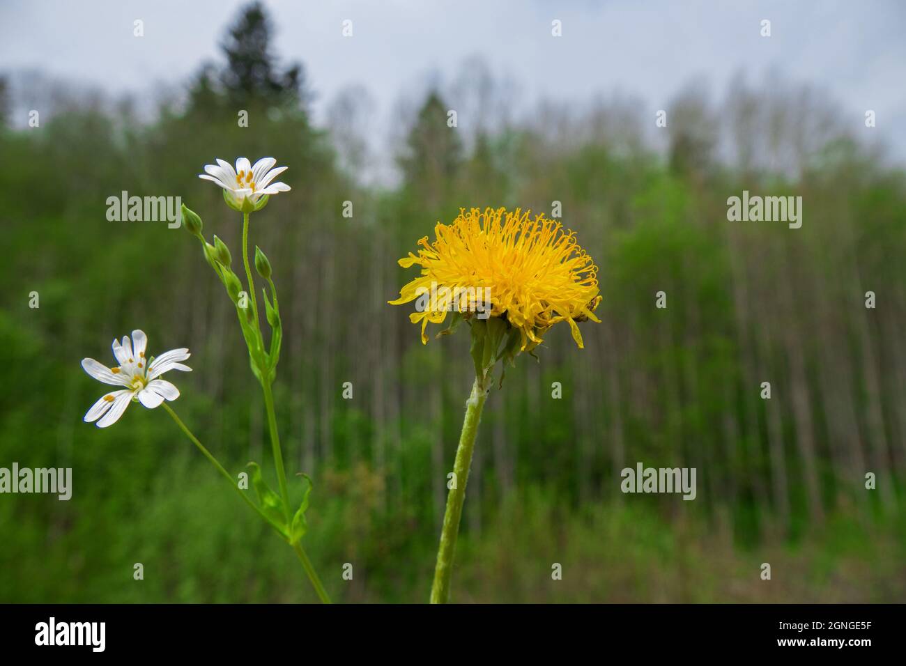 Floristry. Wildflowers combinations: yellow dandelion flower and white flower of starwort Stock Photo