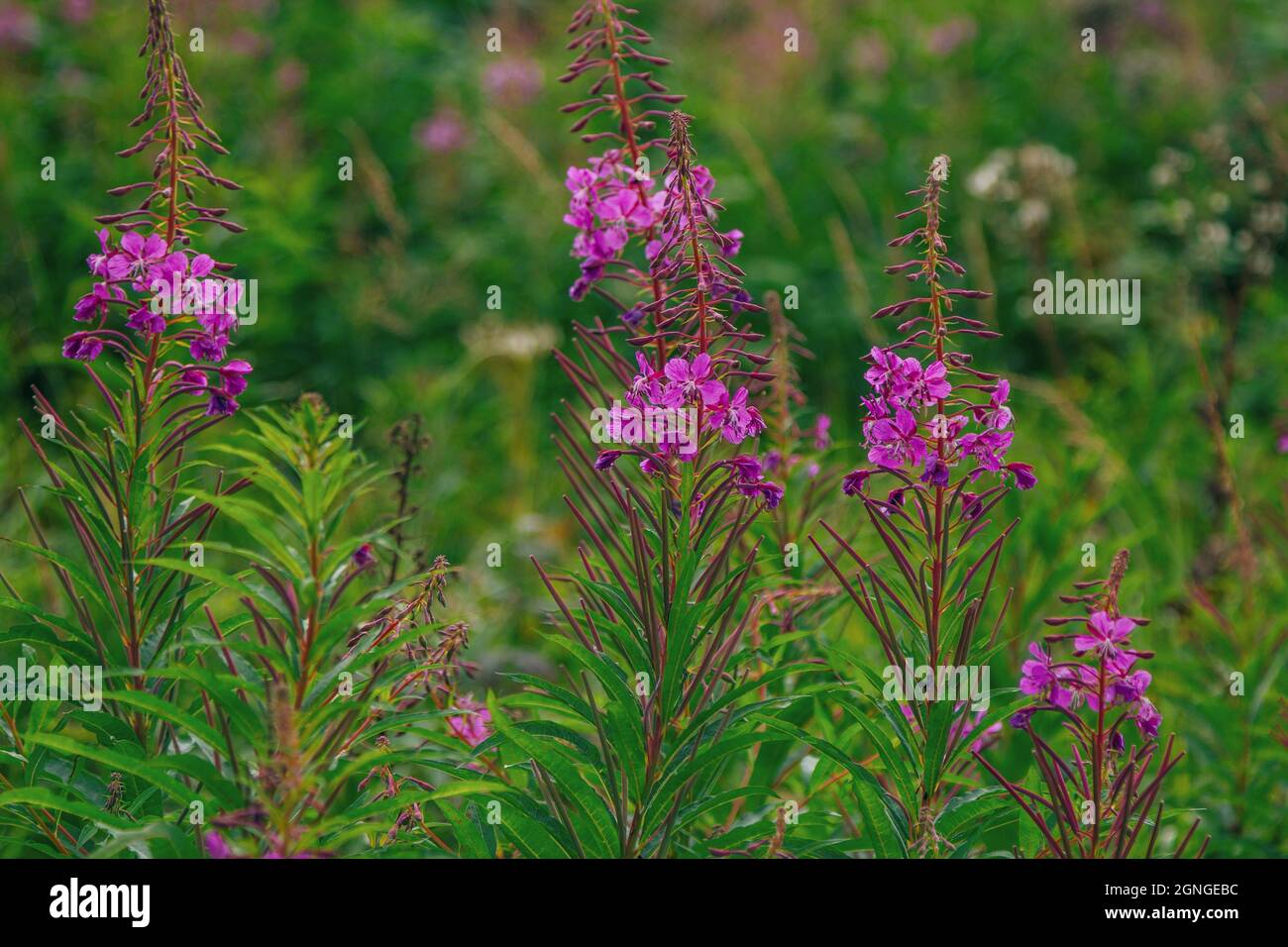 Close up bright purple Willow herb (fireweed or Ivan-tea) Elobium flowers, growing on the meadow Stock Photo