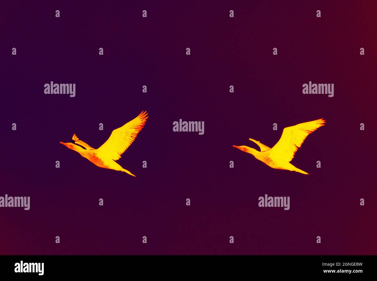 Couple of birds on black background. Scanning the animal's body