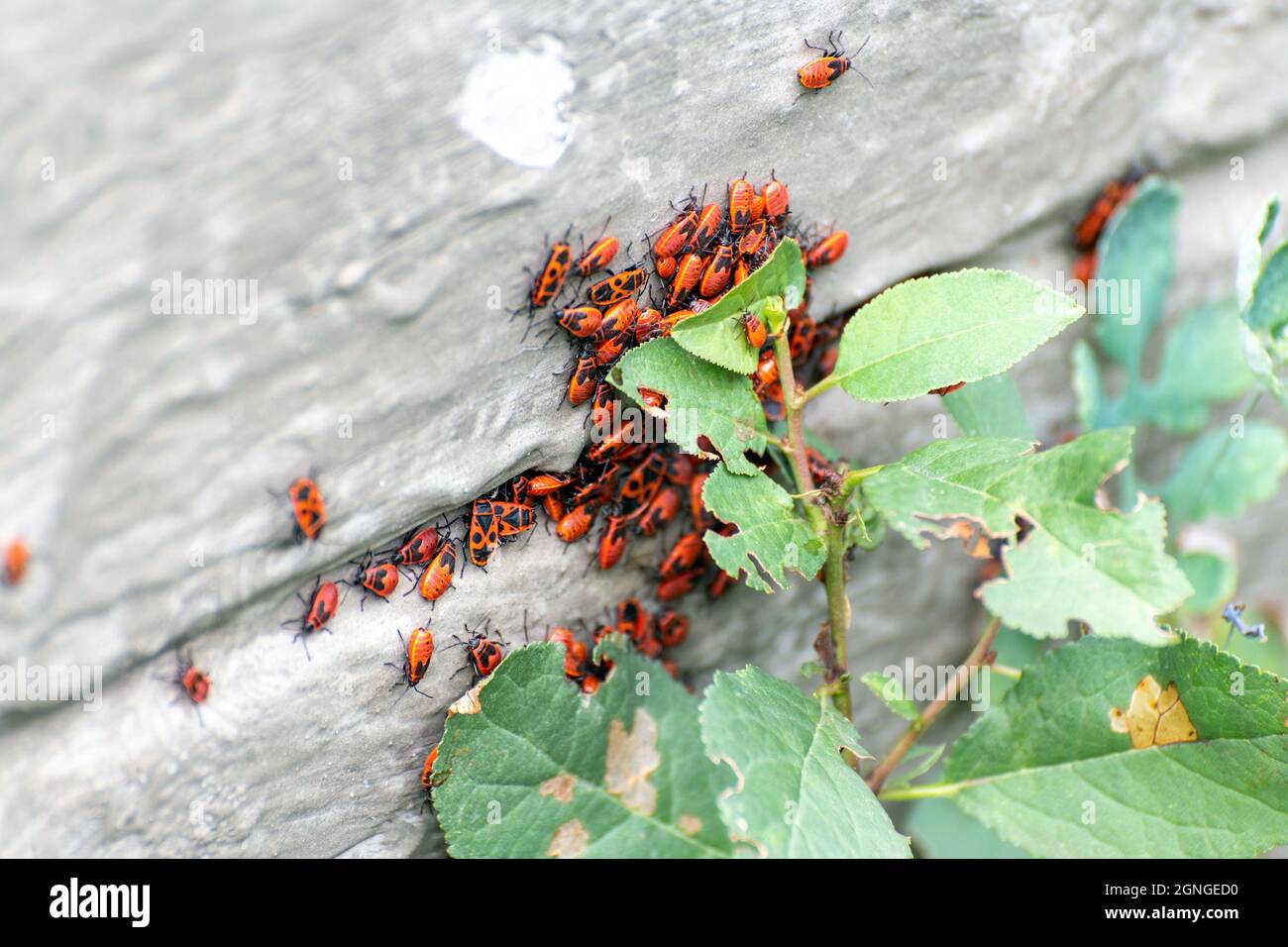 Many red bugs on foundation of the house Stock Photo Alamy