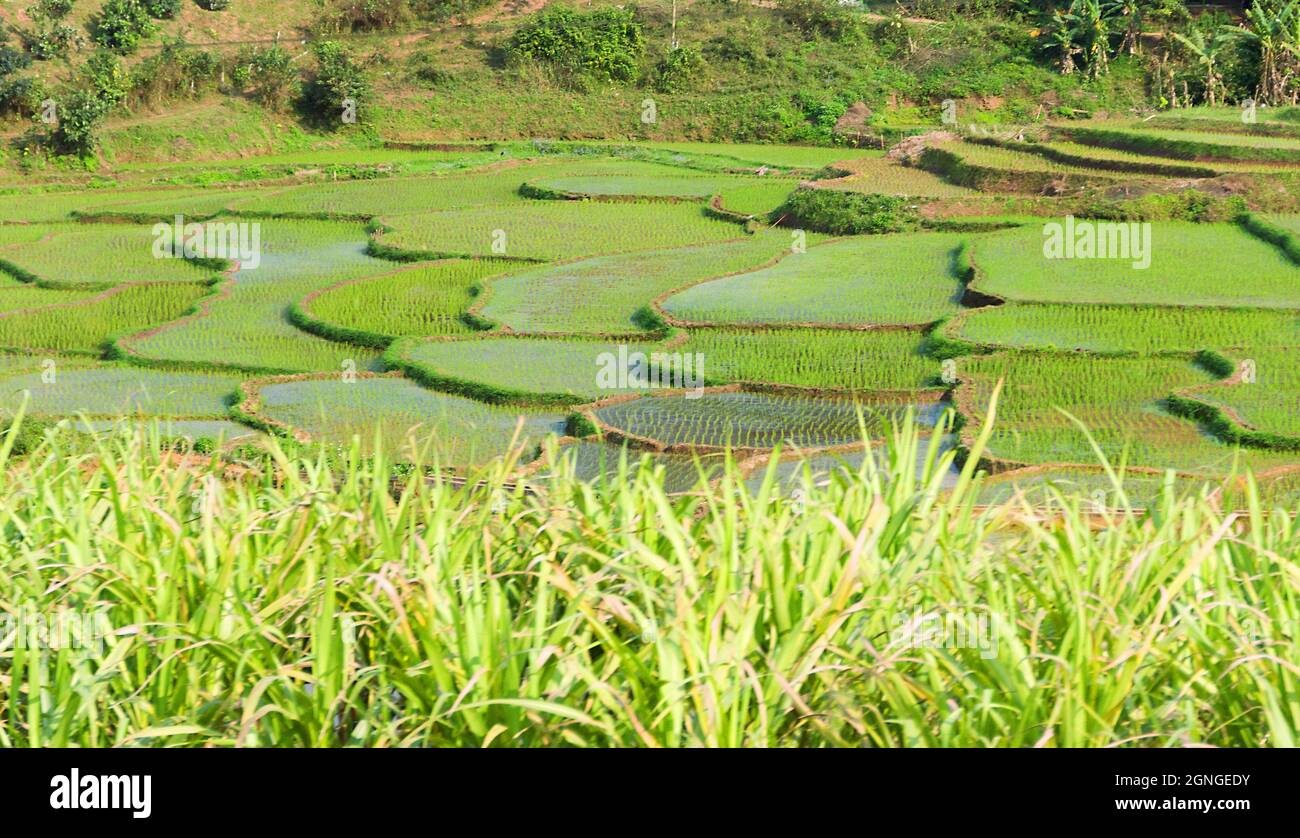 Tropical paddy culture, sugar cane plantations. Rice bay on the slopes of the mountains of North Vietnam Stock Photo