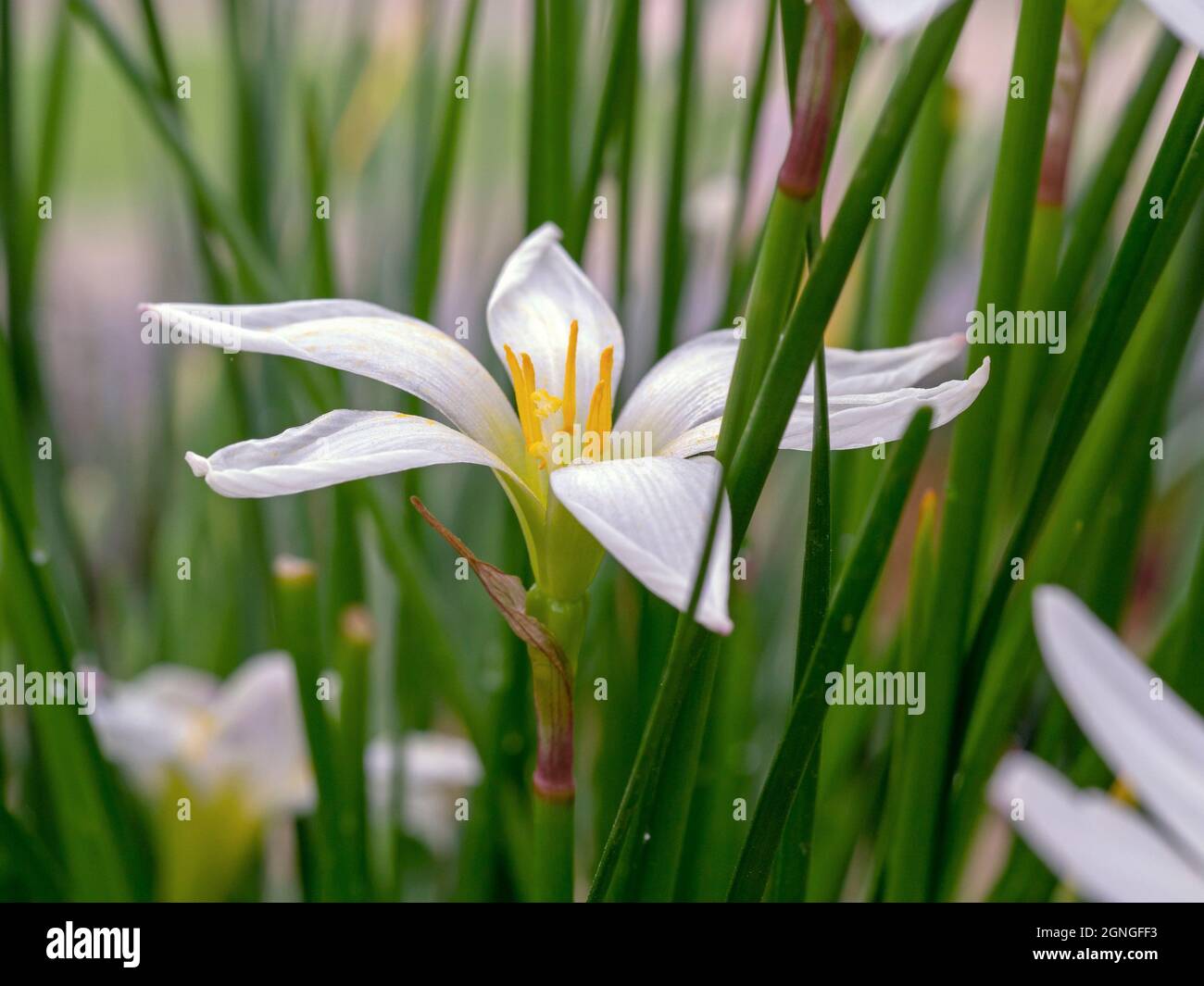 Pretty white autumn zephyrlily flower, Zepharanthes candida Stock Photo