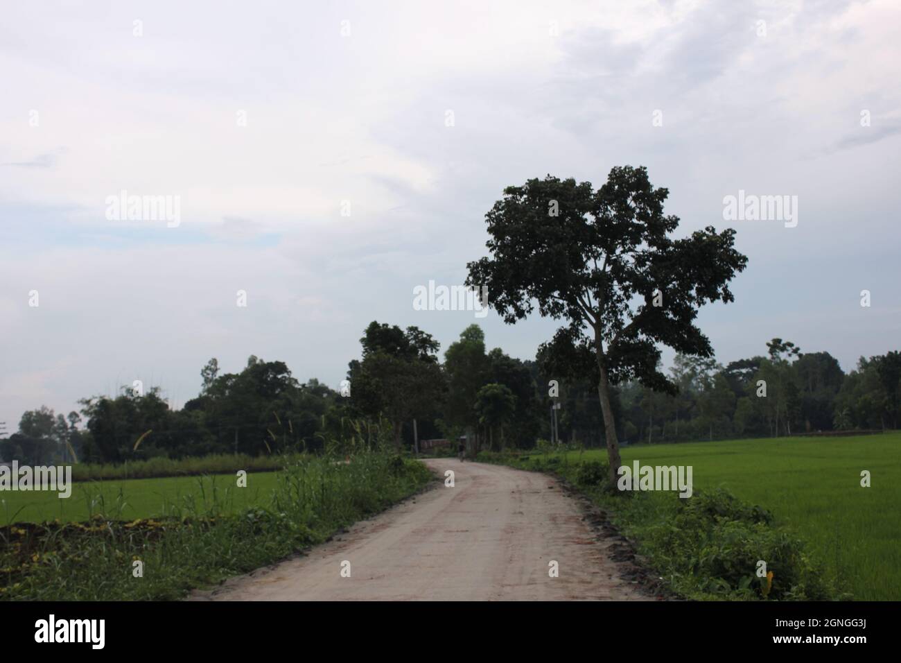 Beautiful Bangladesh Village Road Green Background Photo Stock Photo