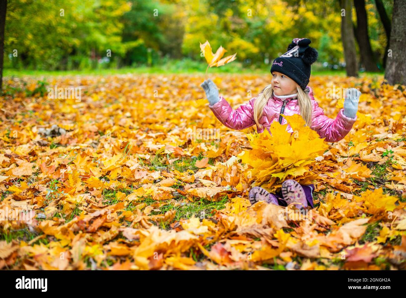 A girl is sitting among a large number of yellow maple leaves Stock ...