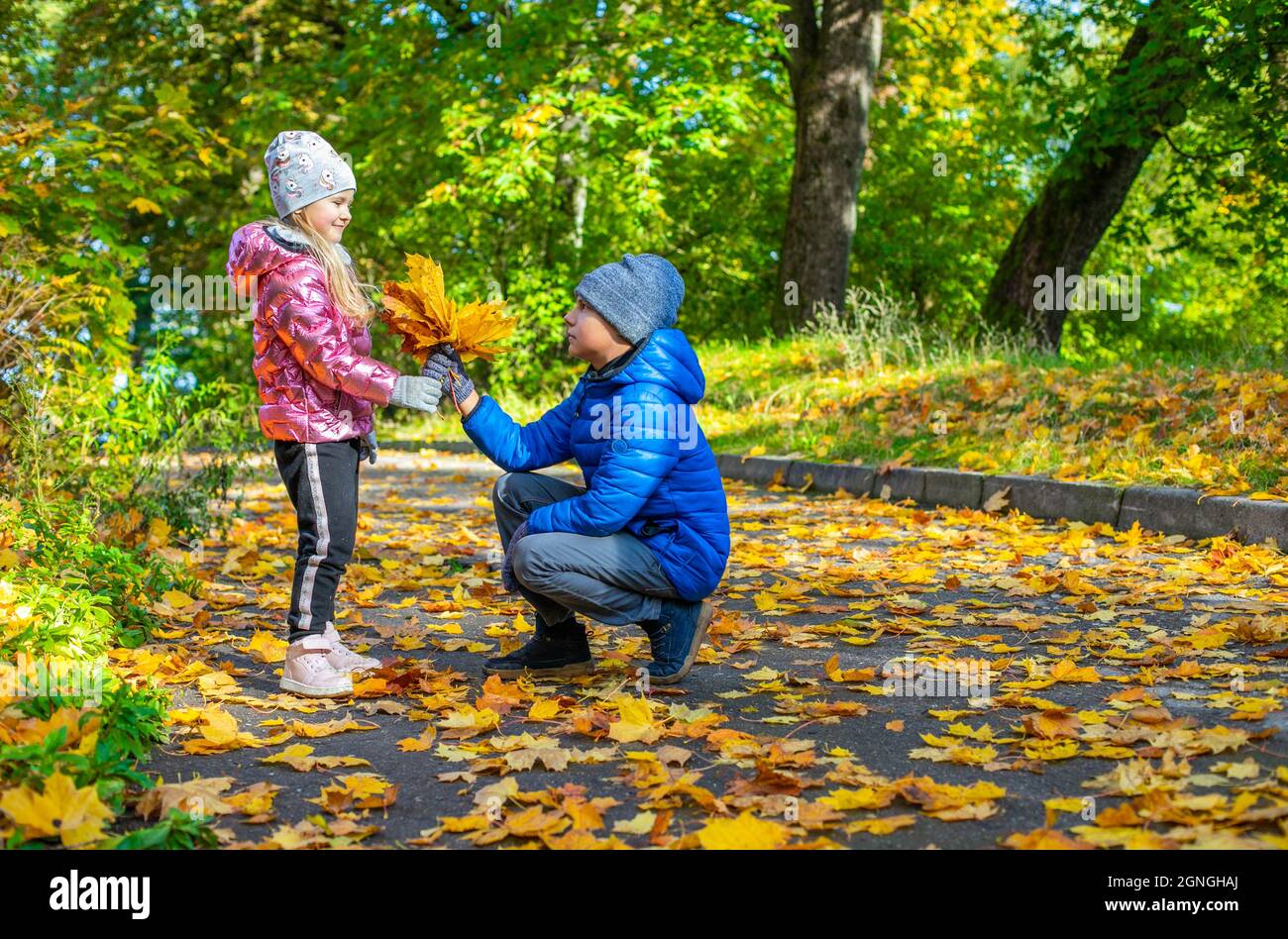 A boy squatting down gives a bouquet of yellow maple leaves a girl Stock Photo