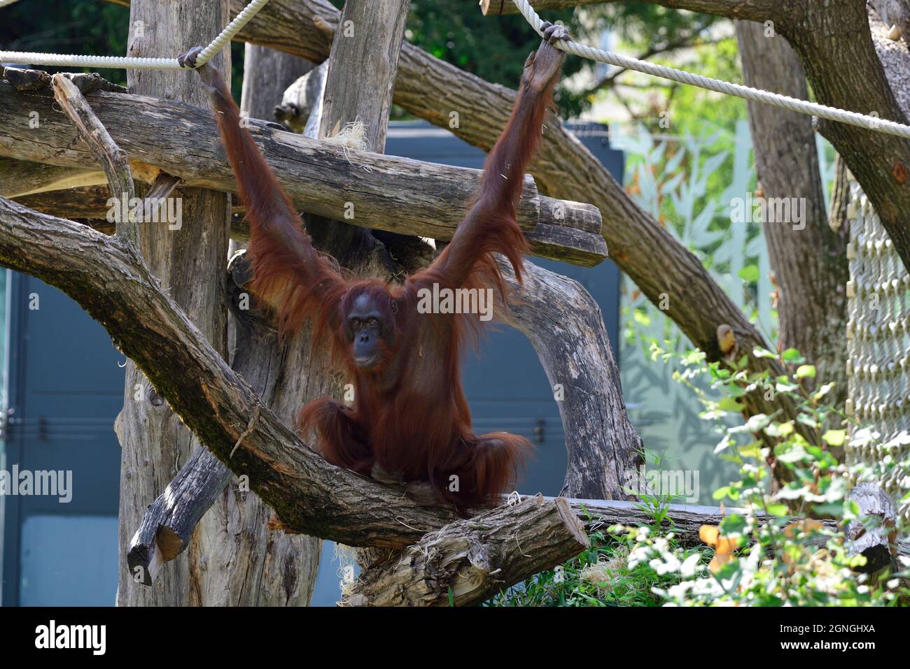 Vienna, Austria. Schönbrunn Zoo in Vienna. Orangutan (Pongo pygmaeus) Stock Photo