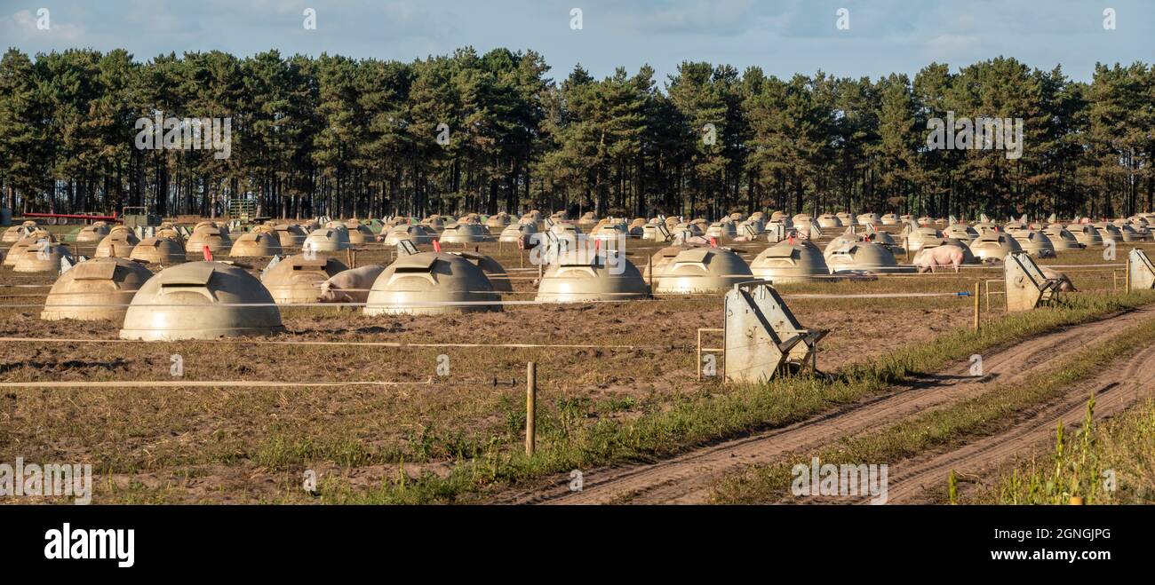 A large field area of pig housing small domes with a few pigs wandering in the area Stock Photo