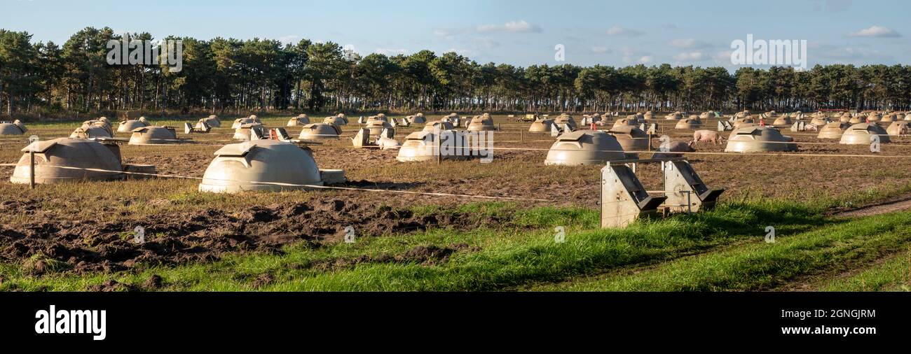 A large field area of pig housing small domes with a few pigs wandering in the area Stock Photo