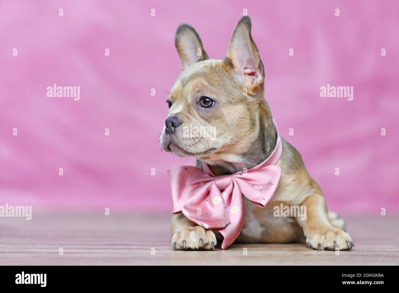 French Bulldog dog puppy with beautiful healthy long nose wearing neck ribbon in front of pink background Stock Photo