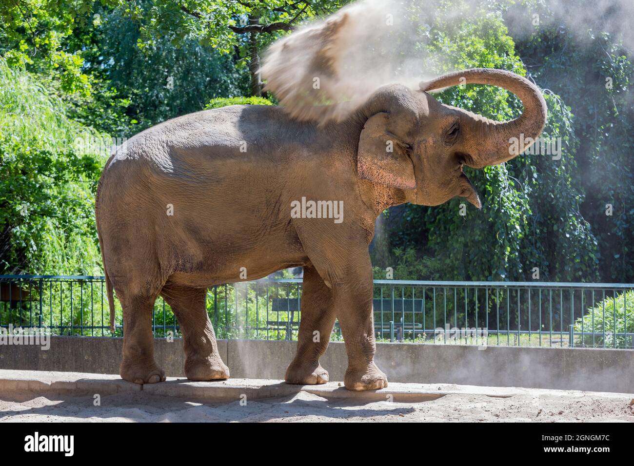 Elephant in Berlin zoo throwing dust at his back for sun protection Stock Photo