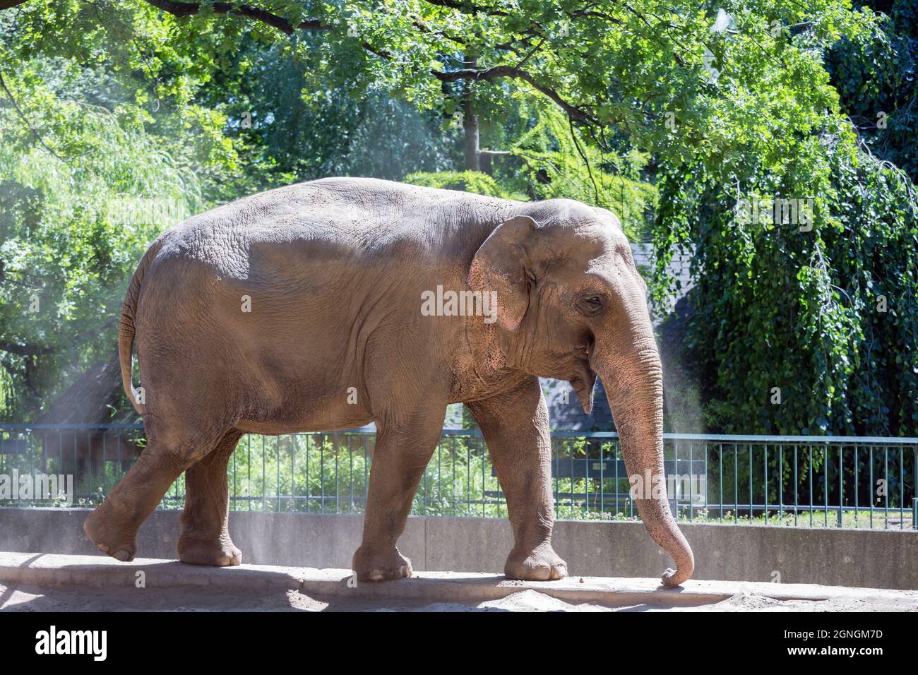 Elephant in Berlin zoo throwing dust at his back for sun protection Stock Photo