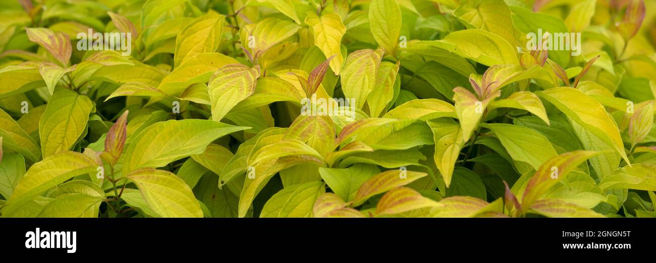 Panorama of leaves of Cornus sericea Kelsey's Gold shrub in a garden in Autumn Stock Photo