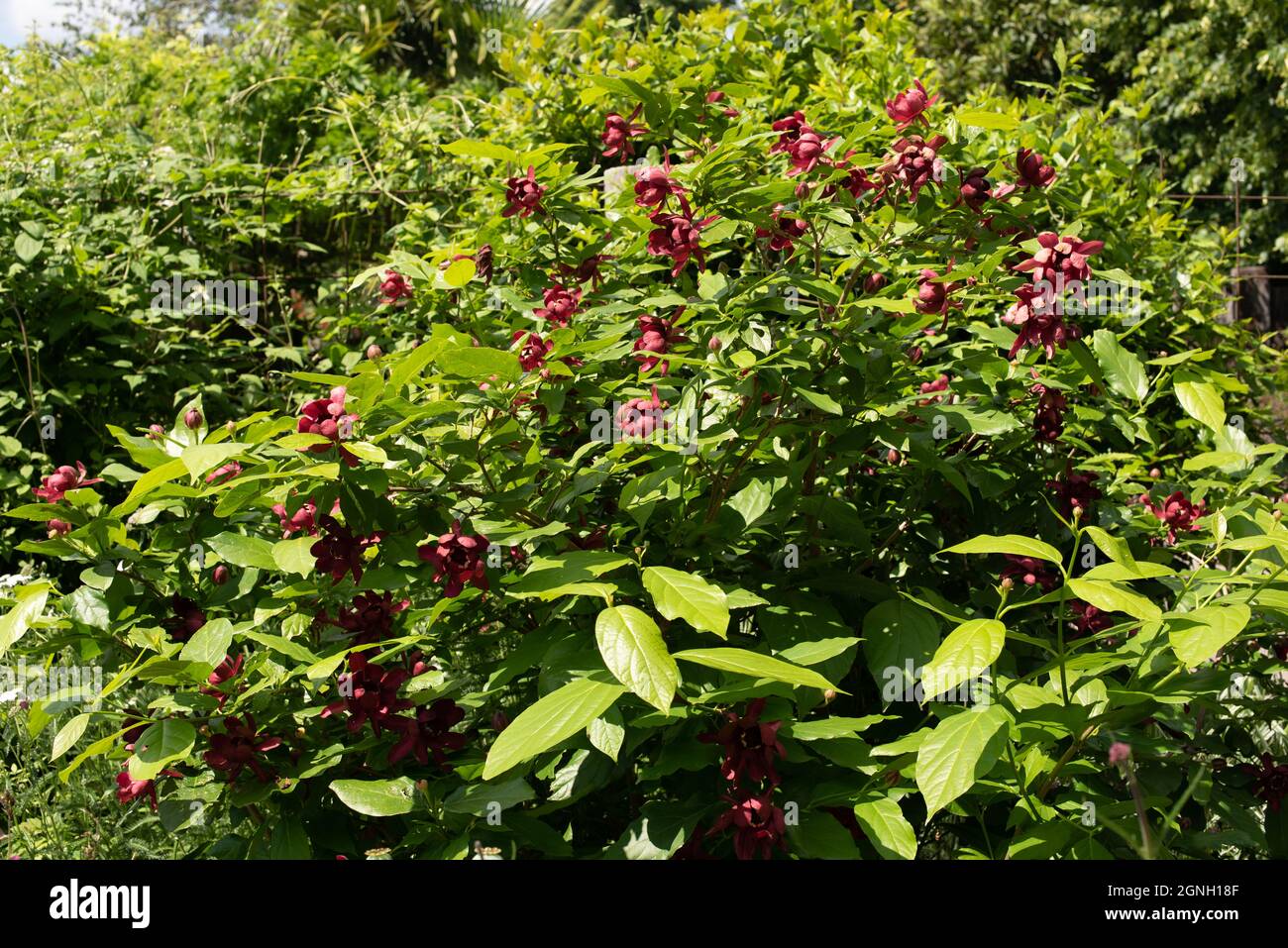 Calycanthus Floridus Aphrodite, aka Carolina Allspice Aphrodite Stock Photo