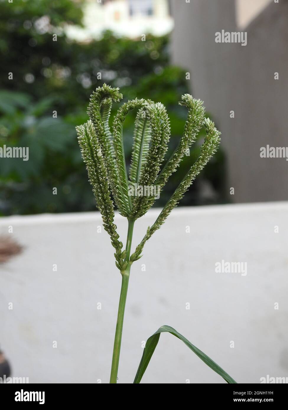 Closeup shot of a beautiful plant of young ragi or finger millet