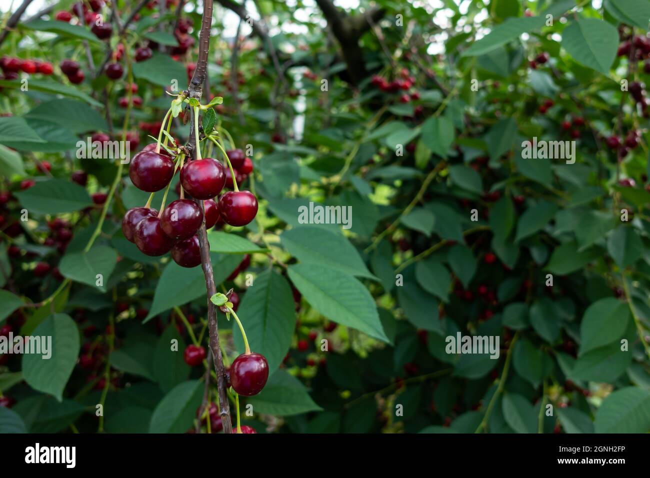 Cherry tree branches bending under the weight of the fruit. Made under good lighting conditions. Stock Photo