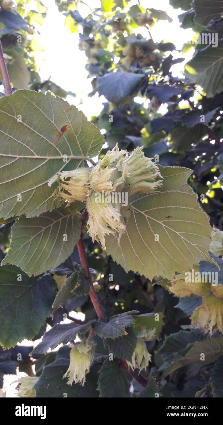 Hazelnuts growing in Oregon Stock Photo - Alamy