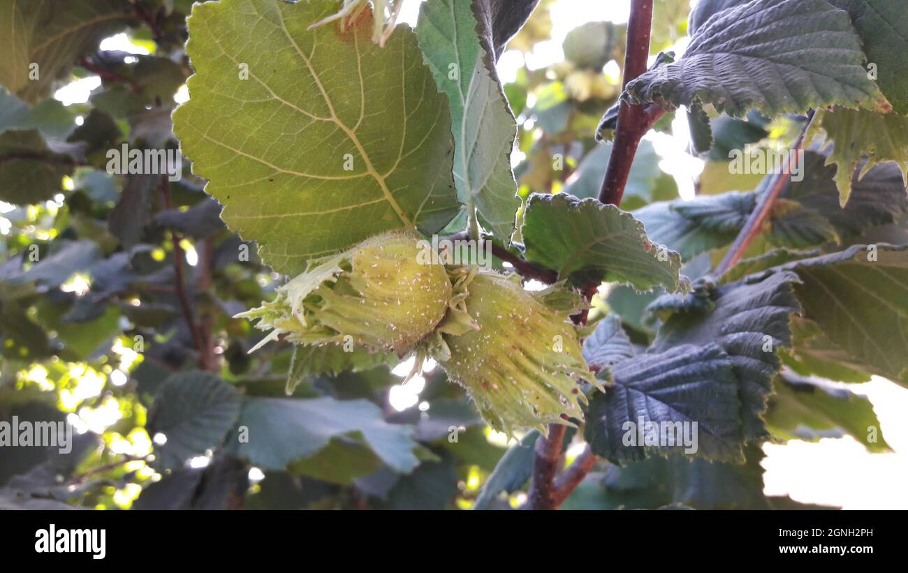 Hazelnut farm hires stock photography and images Alamy