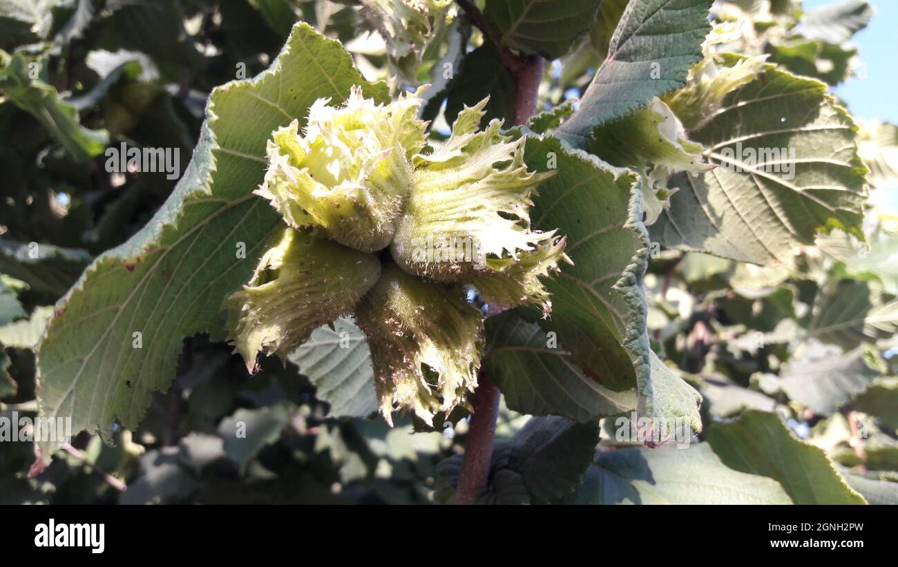 Hazelnut farm hires stock photography and images Alamy