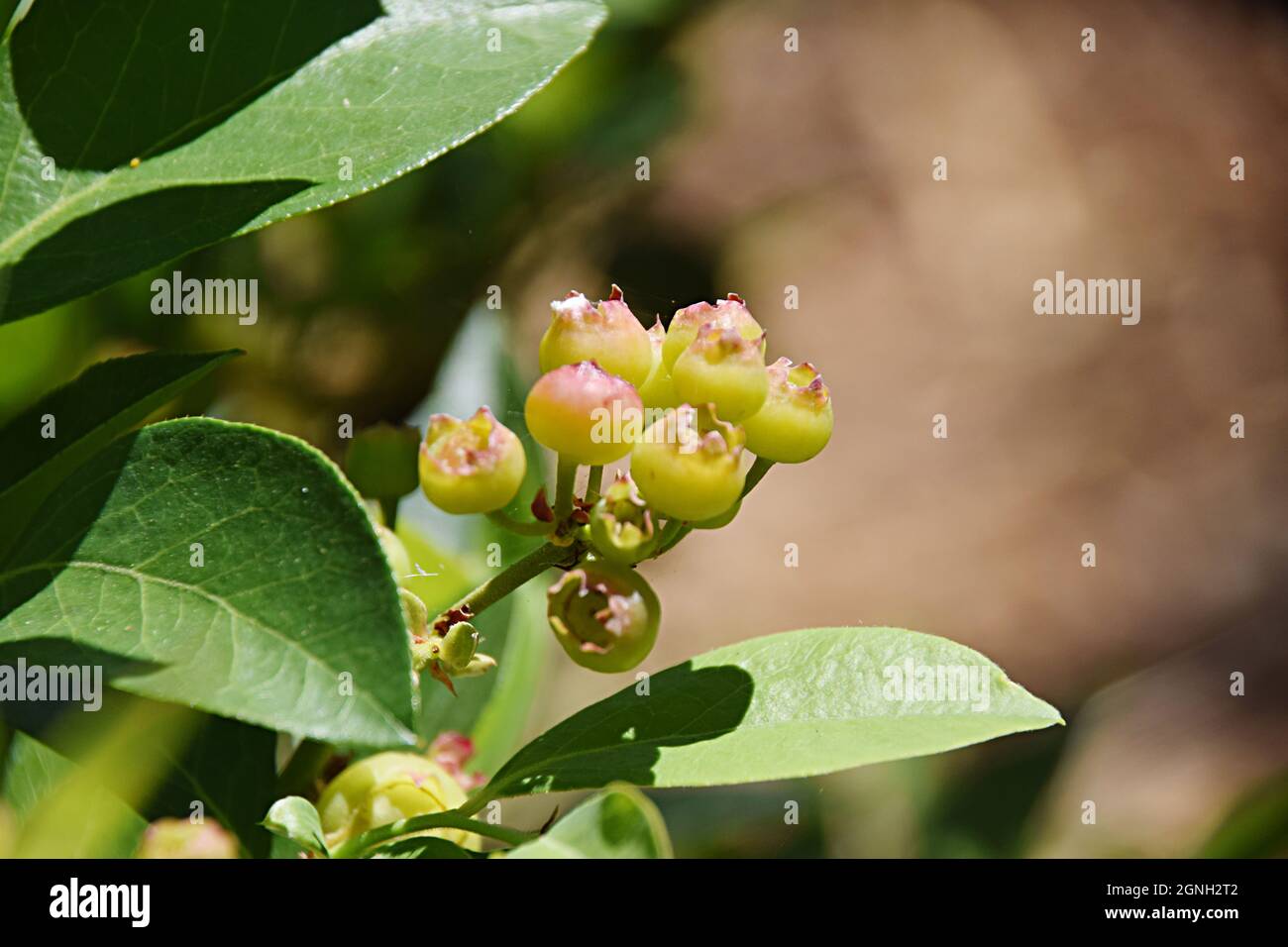 Blueberries ripening on the bush Stock Photo
