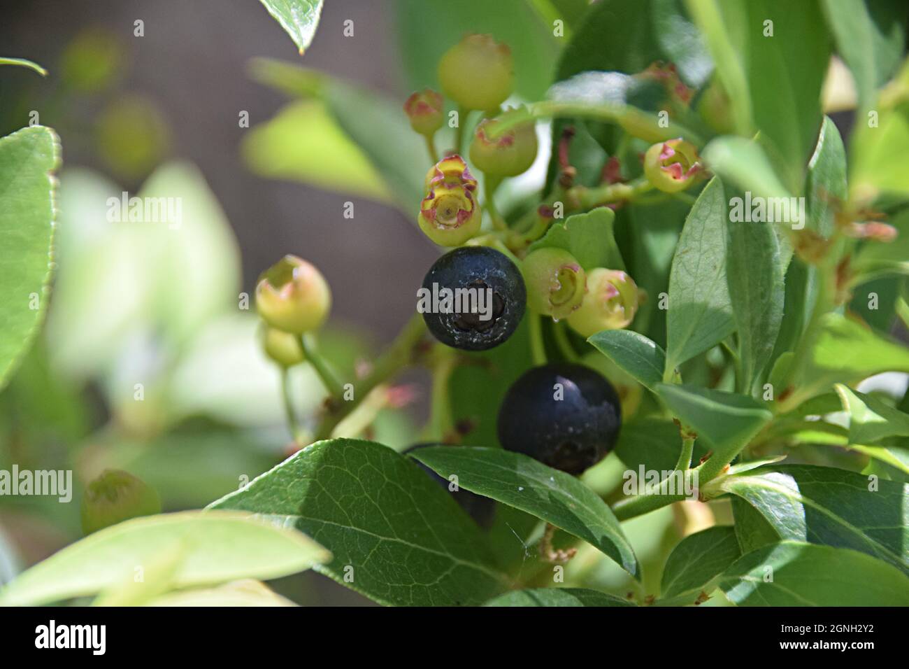 Blueberries ripening on the bush Stock Photo