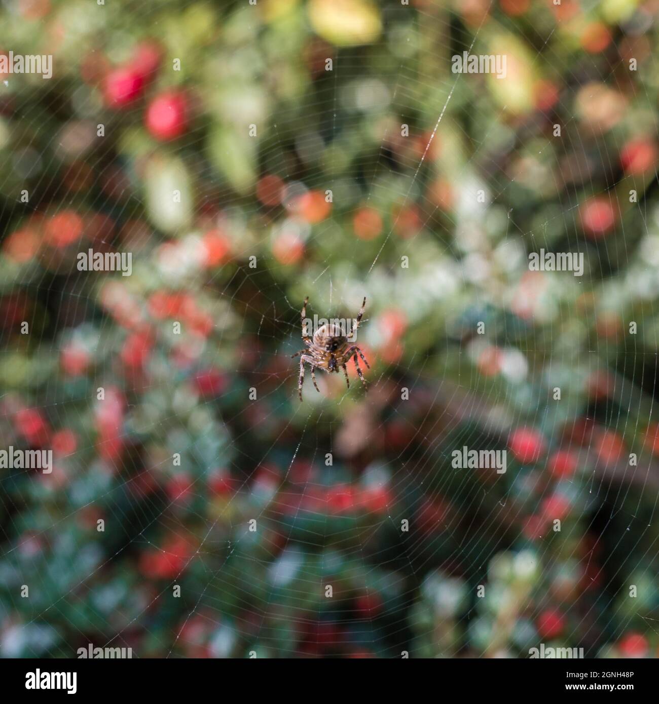 A cross spider hangs out in its web waiting to catch its prey Stock ...