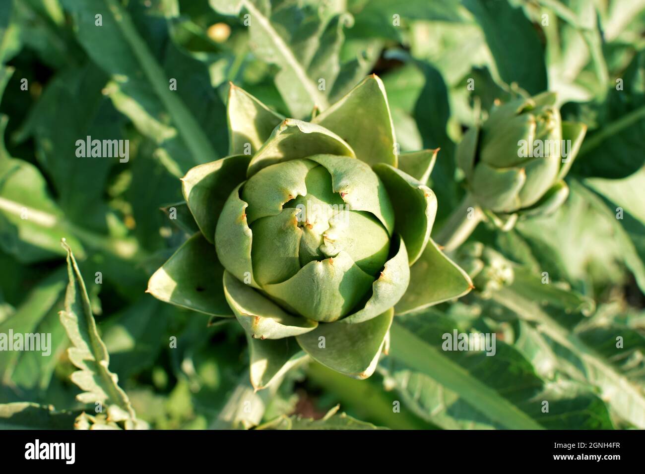 Green artichokes grow in the garden on a bush. Organic farming Stock