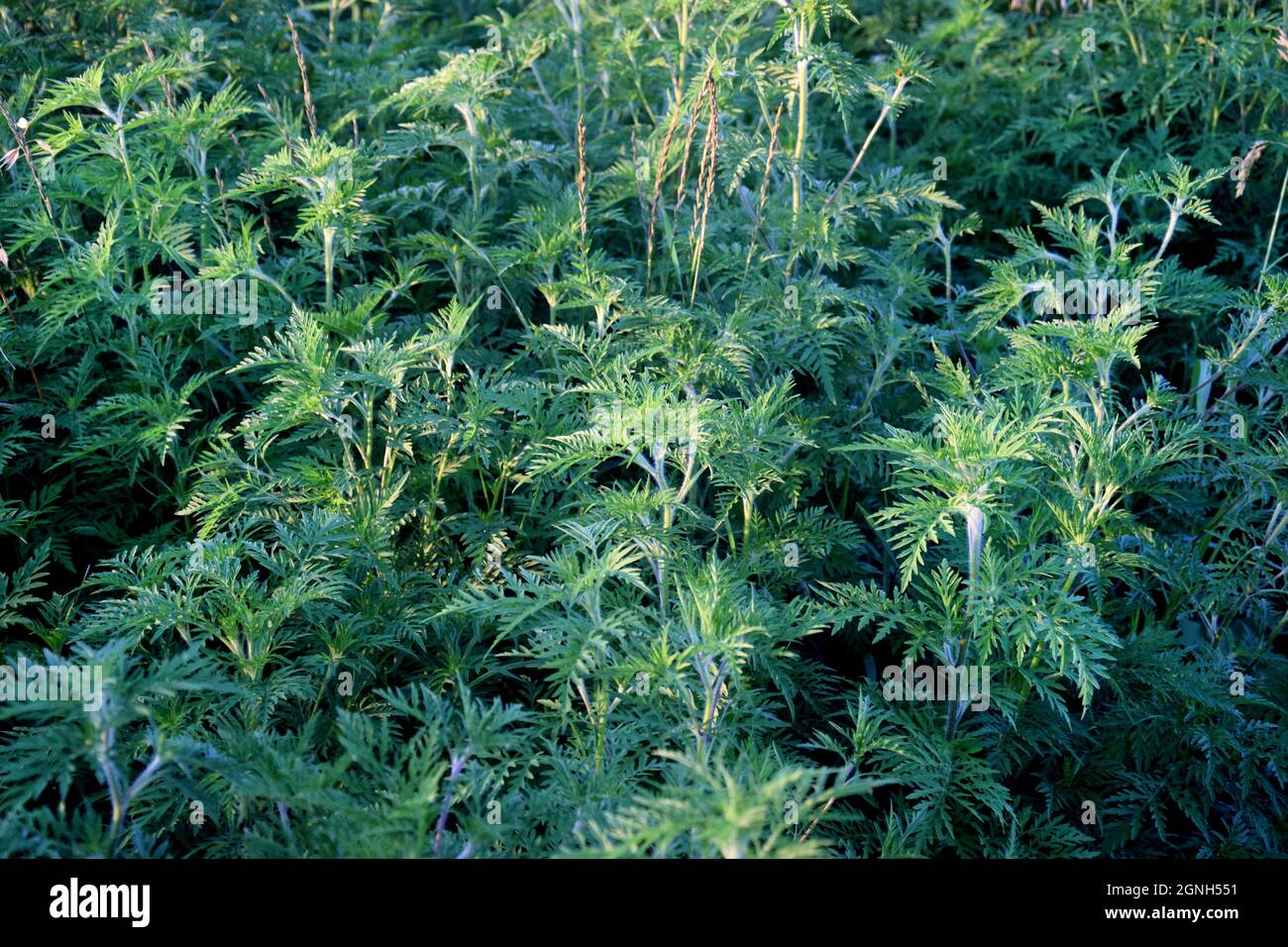 Ragweed seeds hi-res stock photography and images - Alamy