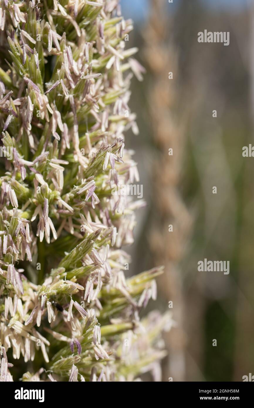 White panicle inflorescences of Giant Wildrye, Elymus Condensatus, Poaceae, native in Solstice Canyon NPS, Santa Monica Mountains, Springtime. Stock Photo