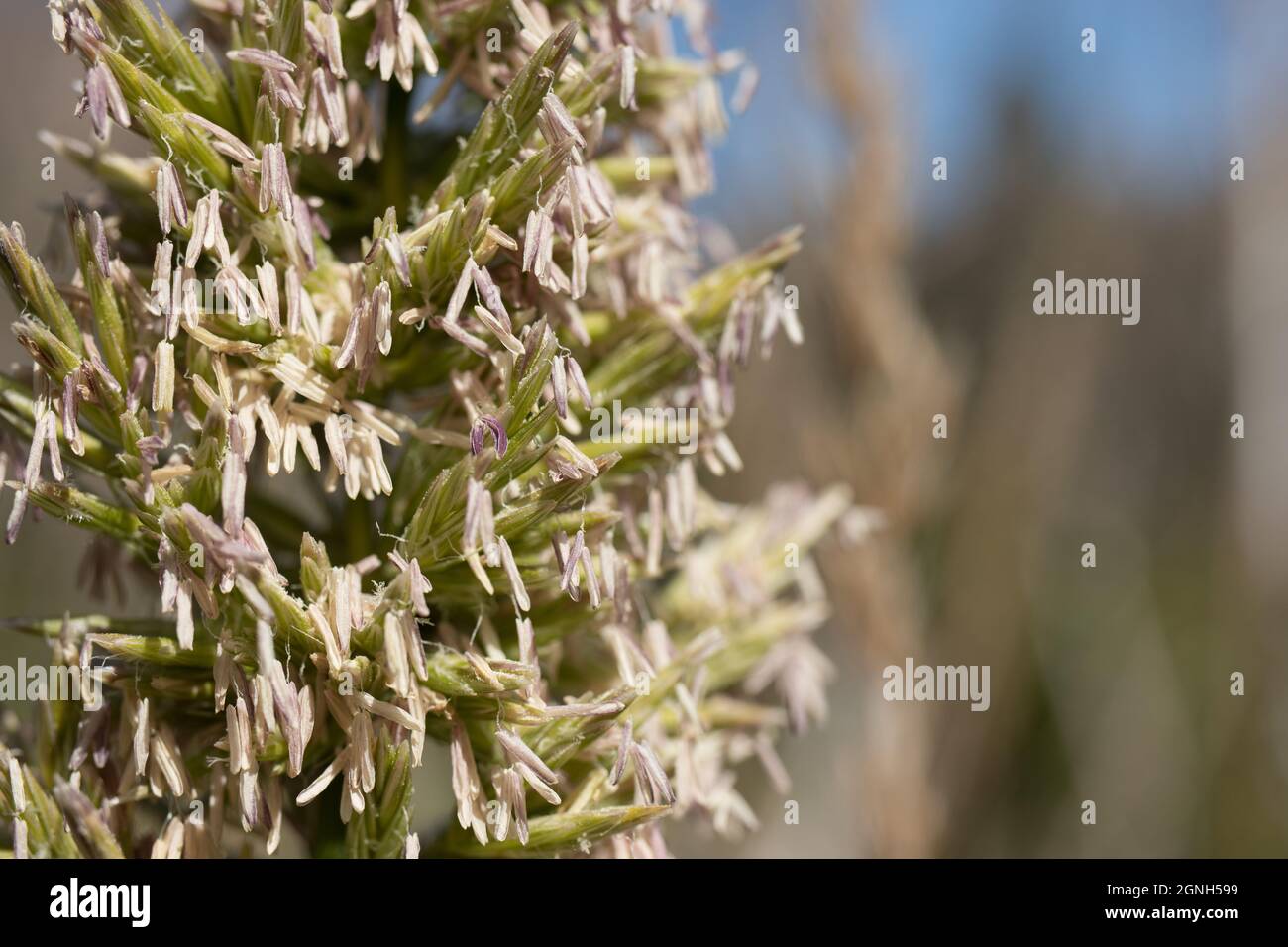 White panicle inflorescences of Giant Wildrye, Elymus Condensatus, Poaceae, native in Solstice Canyon NPS, Santa Monica Mountains, Springtime. Stock Photo
