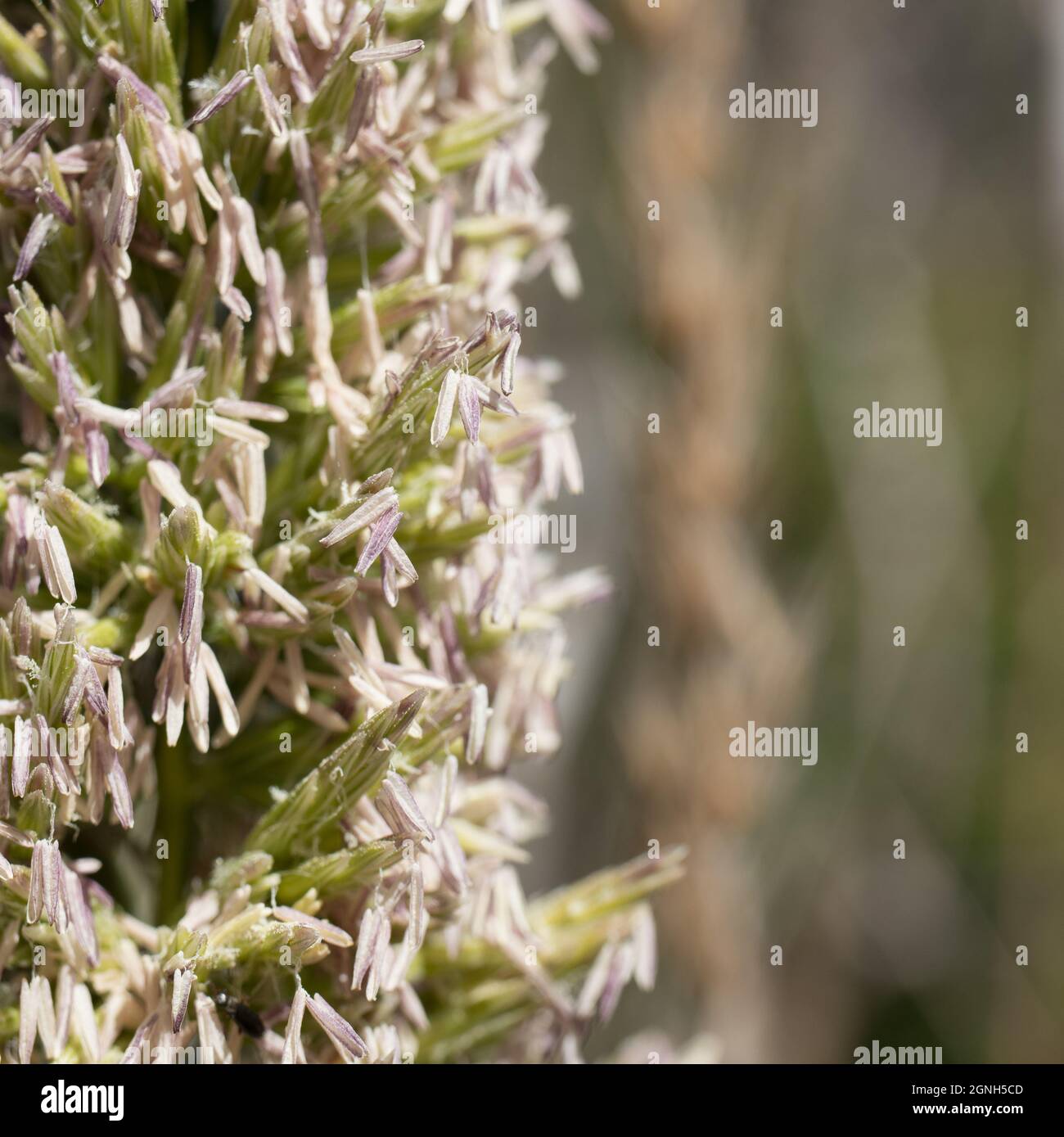 White panicle inflorescences of Giant Wildrye, Elymus Condensatus, Poaceae, native in Solstice Canyon NPS, Santa Monica Mountains, Springtime. Stock Photo