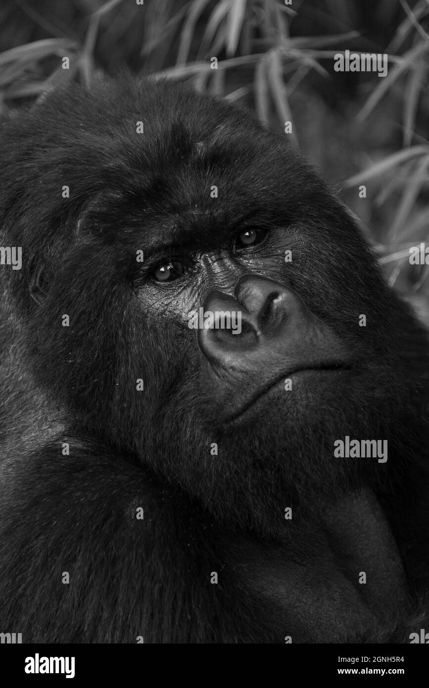 Mono close-up of silverback gorilla eyeing camera Stock Photo