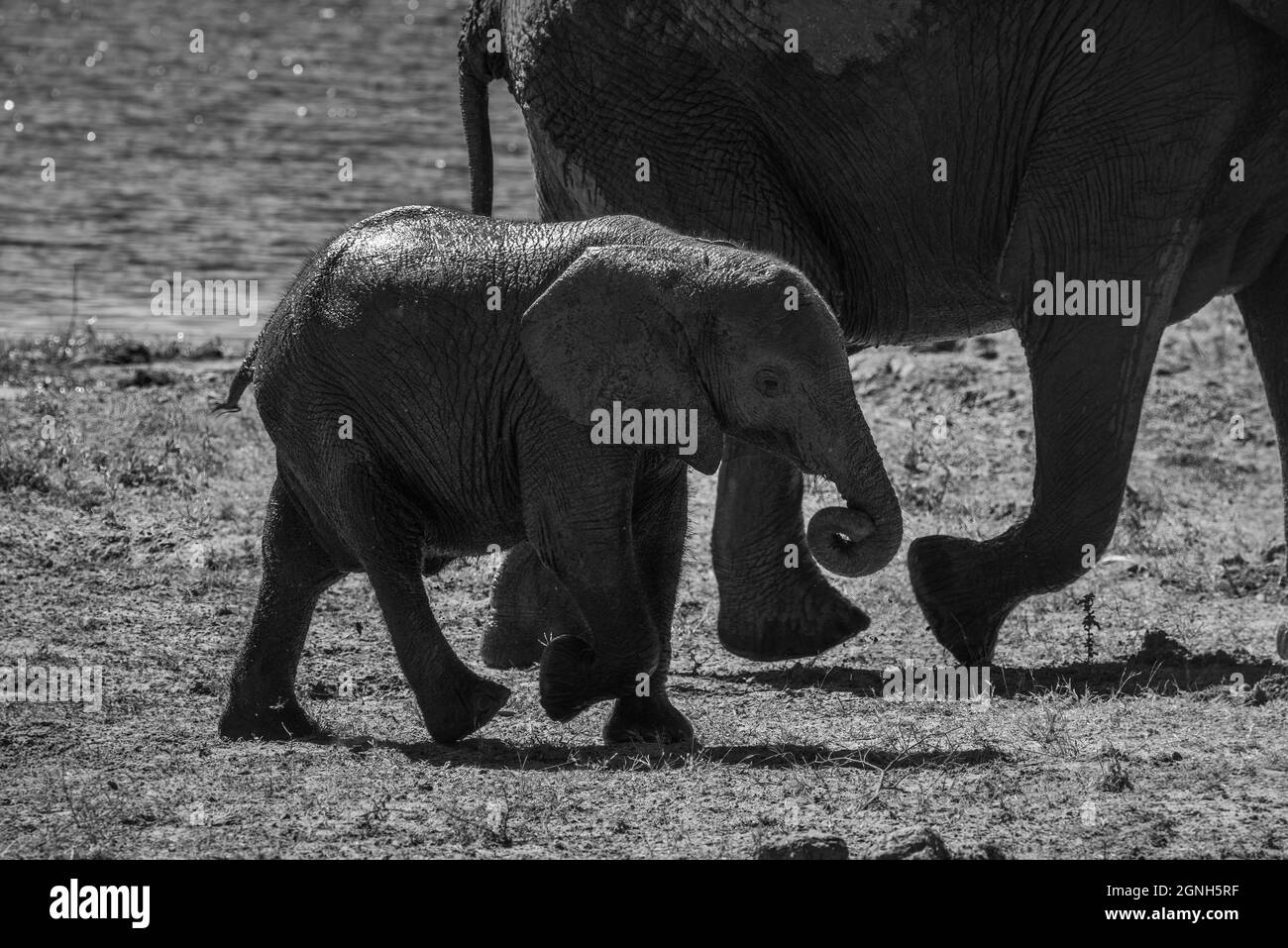 Mono elephant walking with mother beside river Stock Photo Alamy