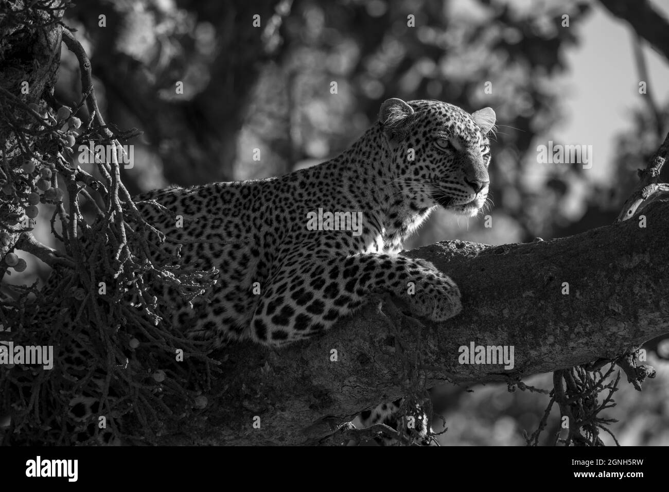 Mono leopard in branches looking for prey Stock Photo - Alamy