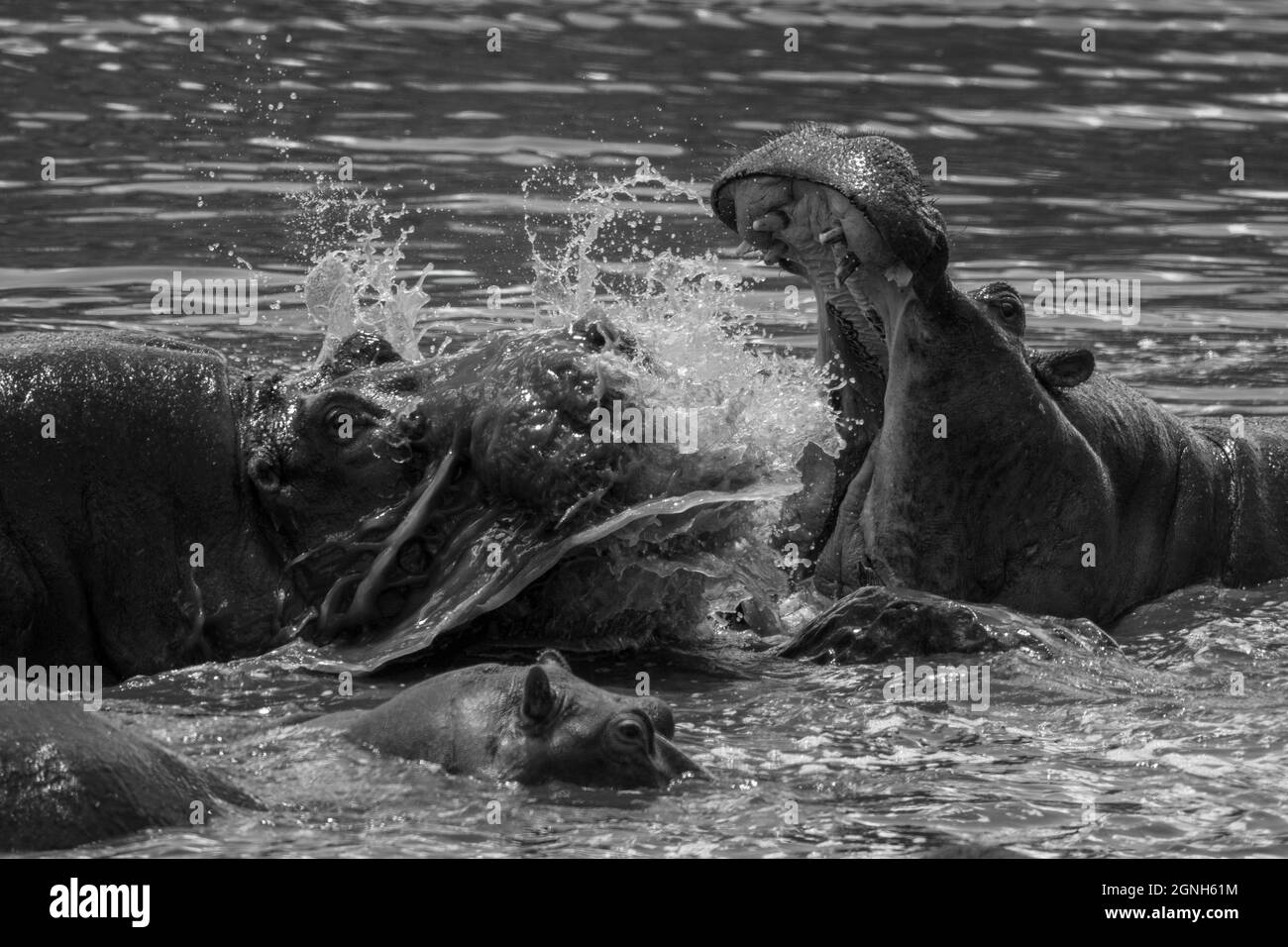 Mono close-up of hippos fighting in river Stock Photo - Alamy