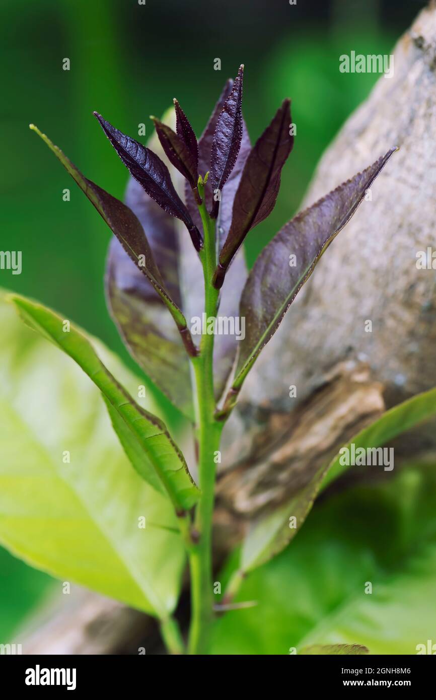 Detail of the growth of a small branch of a lemon tree Stock Photo