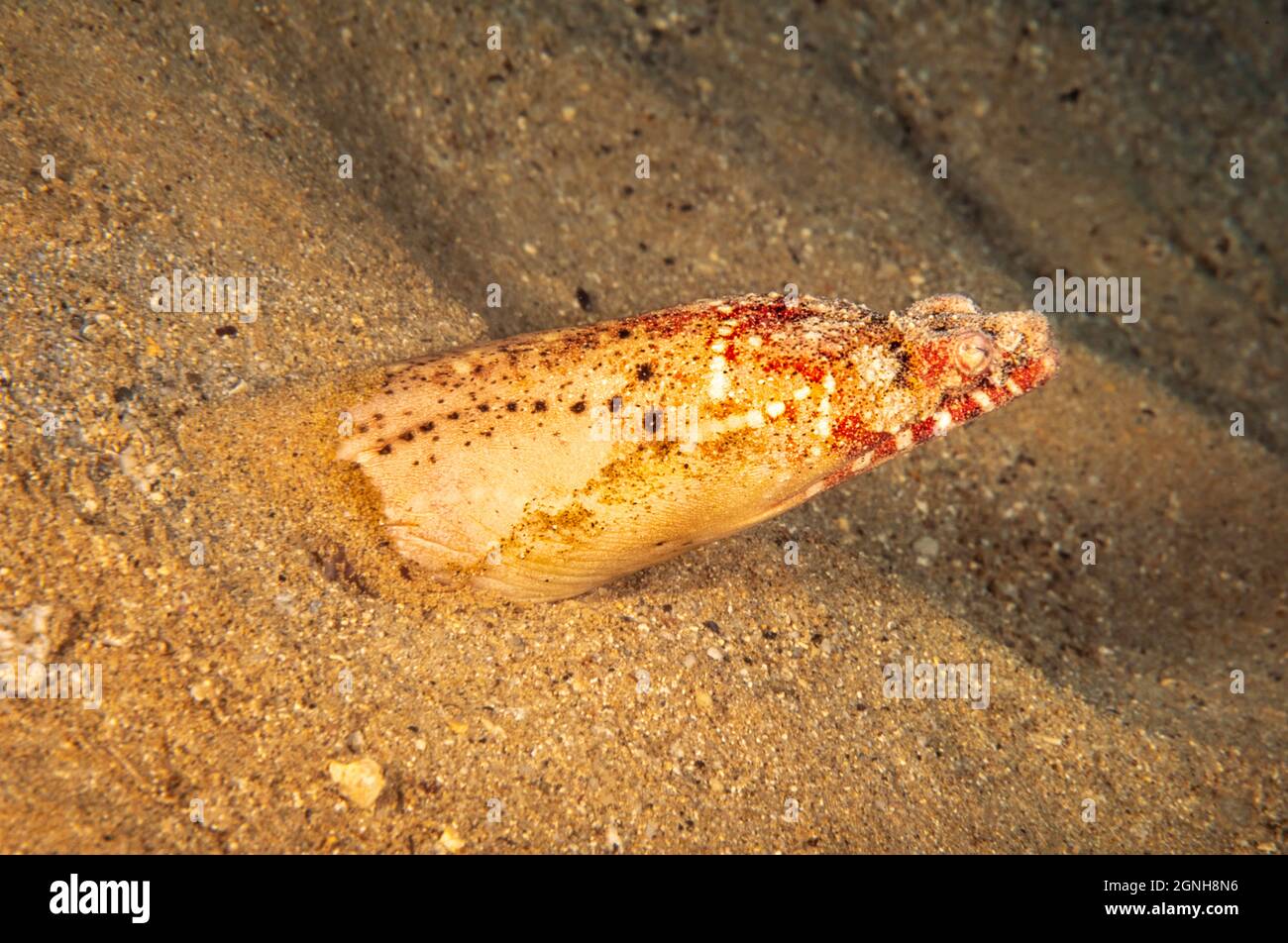 Henshaw's snake eel, Brachysomophis henshawi, is also known as a crocodile eel, Hawaii. Most of the time only the deceivingly small head is visible wi Stock Photo