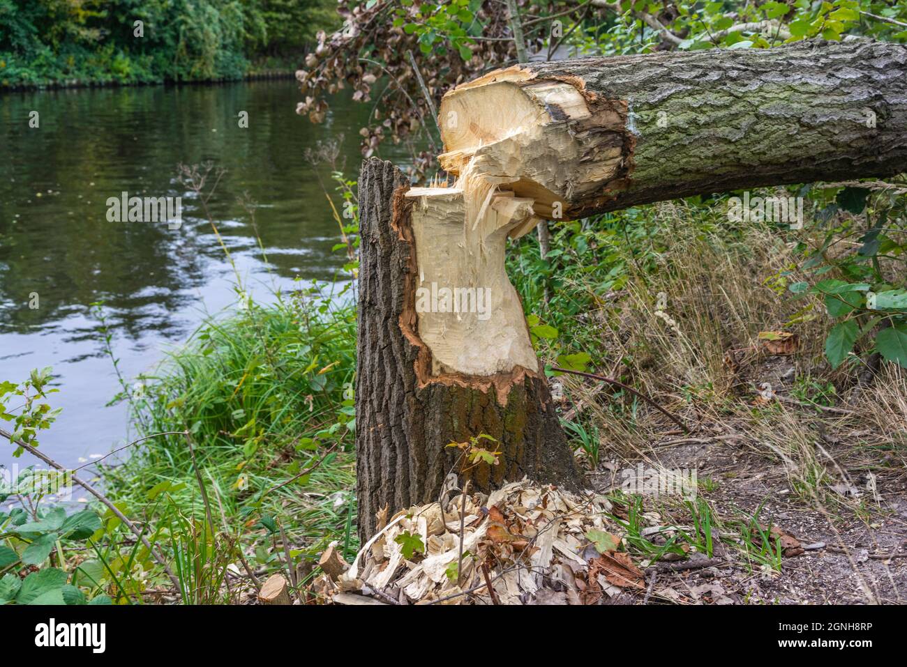 Tree trunk gnawed and felled by a beaver along the Teltow canal in Treptow in Berlin, Germany, Europe Stock Photo