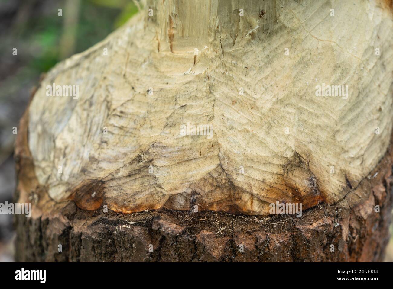 Tree trunk gnawed by a beaver along the Teltow canal in Treptow in Berlin, Germany, Europe Stock Photo