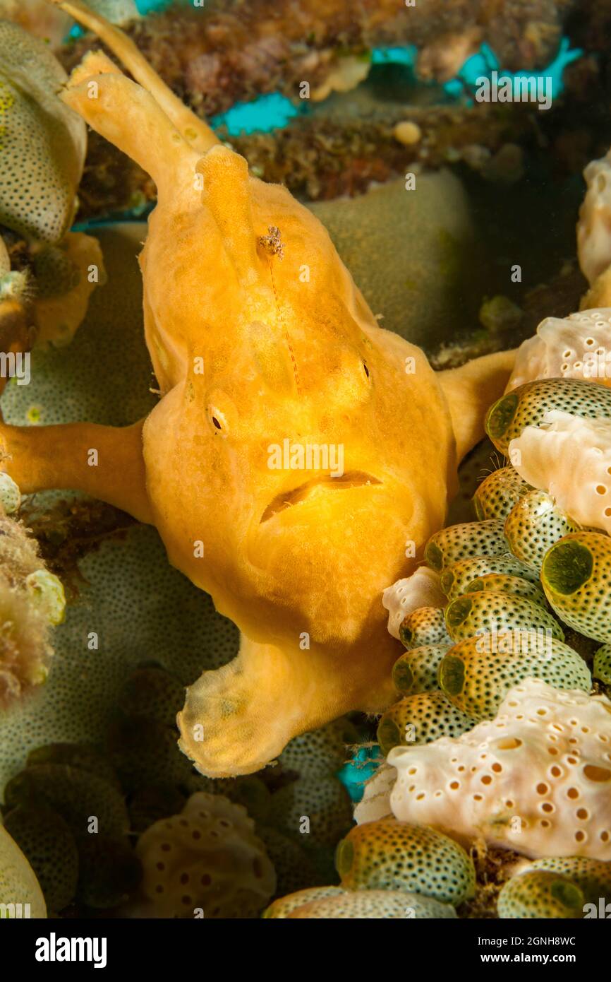 A warty frogfish, Antennarius maculatus, between to types of tunicates, Philippines. Stock Photo