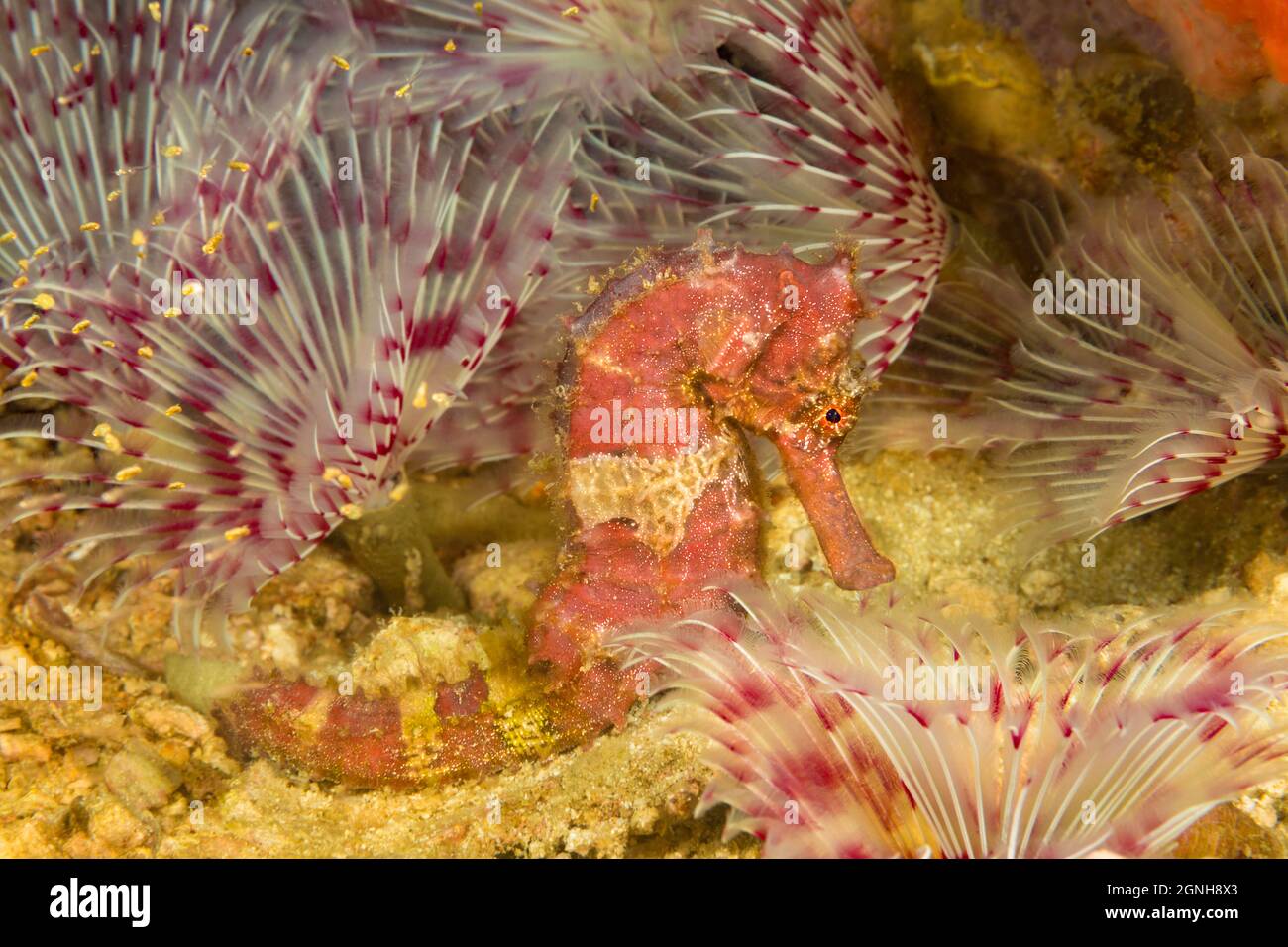 This hedgehog seahorse, Hippocampus spinossimus, is in the middle of a forest of feather duster worms, Philippines. The tiny dots schooling in the cor Stock Photo