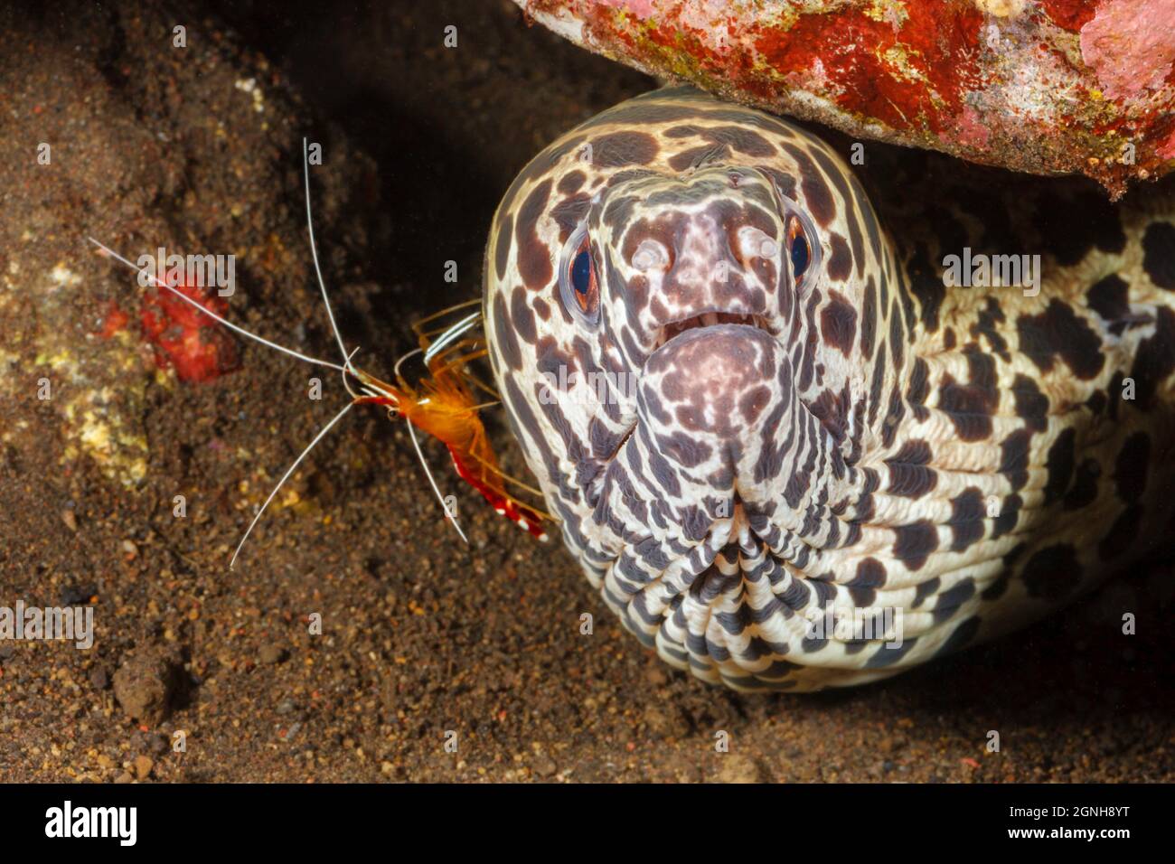 This honeycomb moray eel, Gymnothorax favageneus, has a cleaner shrimp, Lysmata amboinensis, inspecting it,  Indonesia. Stock Photo