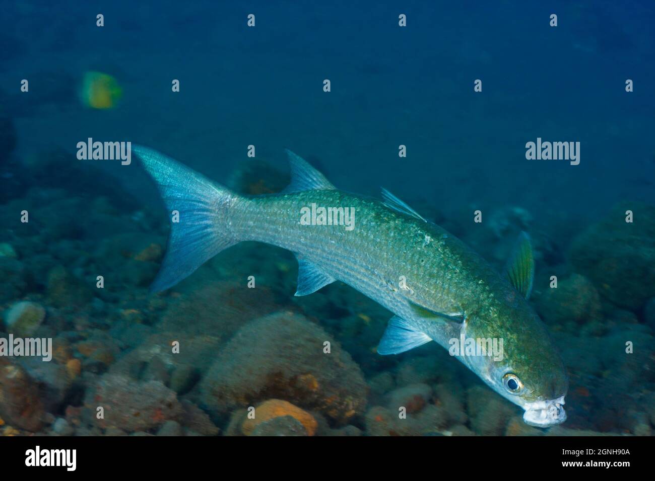 Fringelip mullet, Crenimugil crenilabis, are found in coastal waters, over sandy or muddy areas of lagoons, reef flats and tide pools, Bali, Indonesia Stock Photo