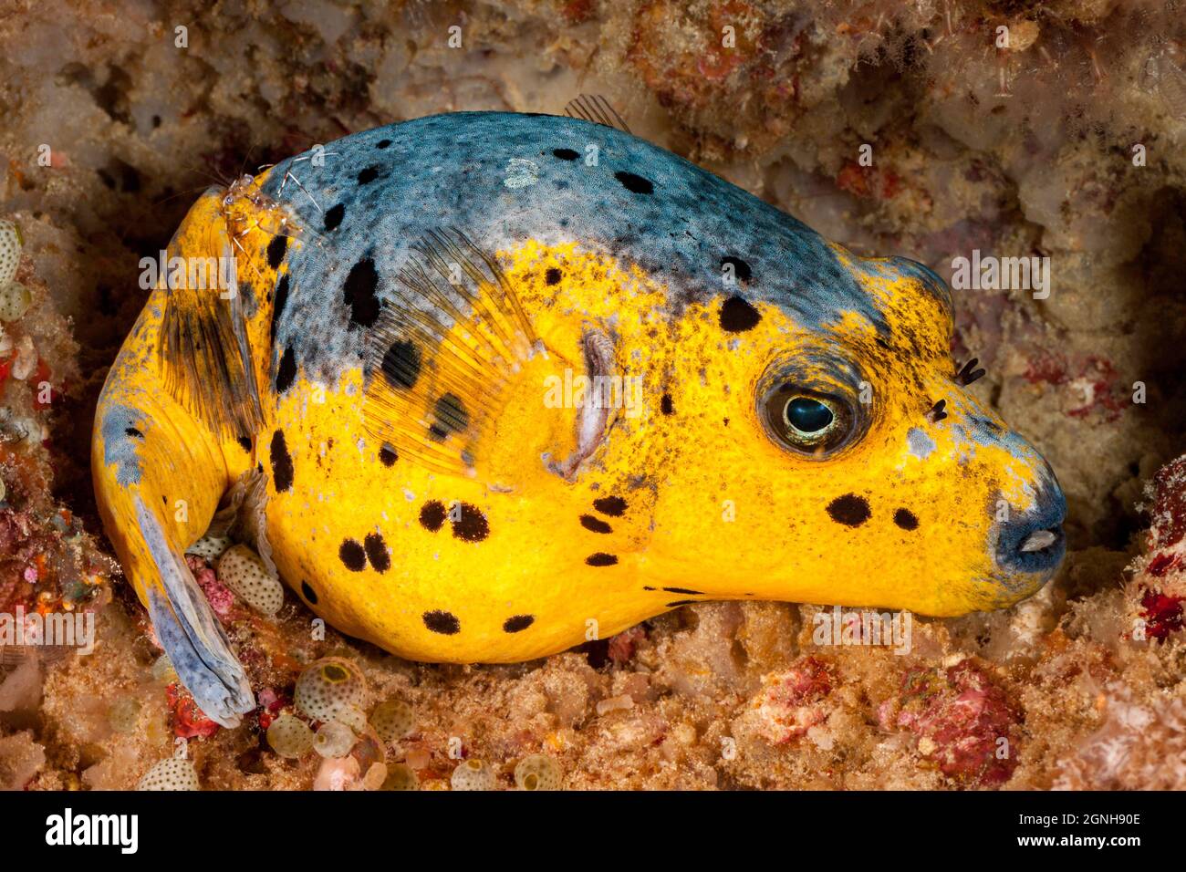 This blackspotted puffer or dog-faced puffer, Arothron nigropunctatus, is curled up on the reef for the night, Philippines, Southeast Asia. A transpar Stock Photo