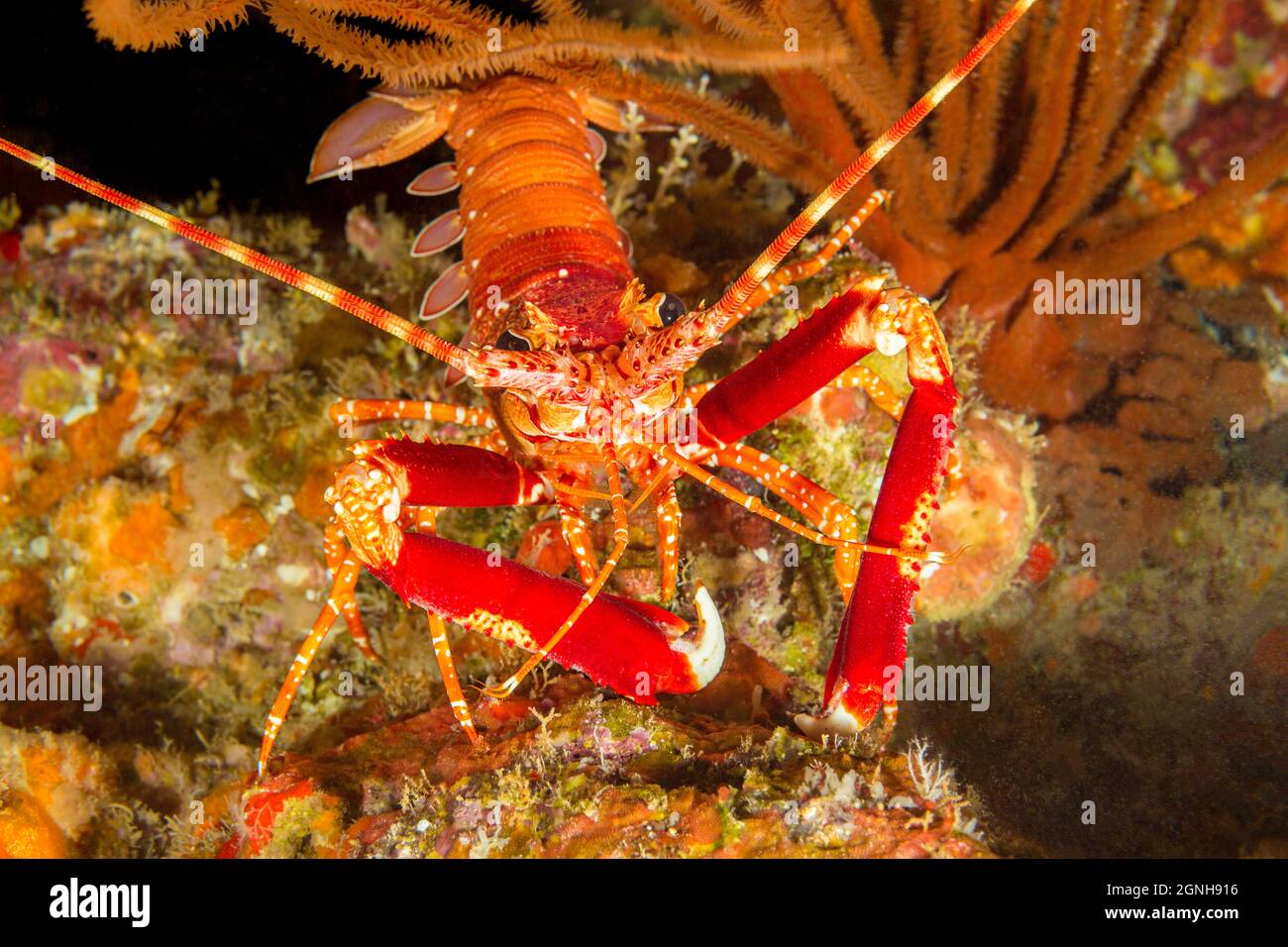 The long-handed spiny lobster, Justitia longimanus, is usually only found on the deeper sections of the reef in Hawaii. Stock Photo