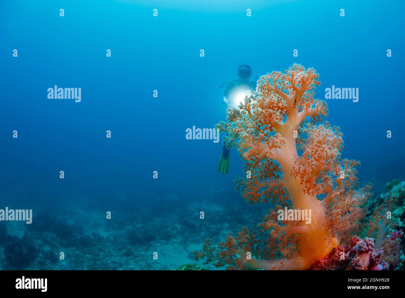 Diver (MR) and goby on a tree of alcyonarian soft coral off Gato Island in the Philippines. Stock Photo