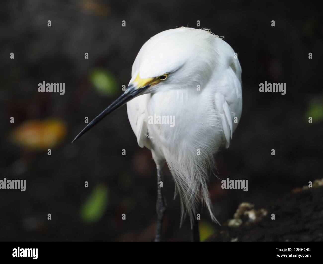 SNOWY EGRET CLOSE-UP Stock Photo