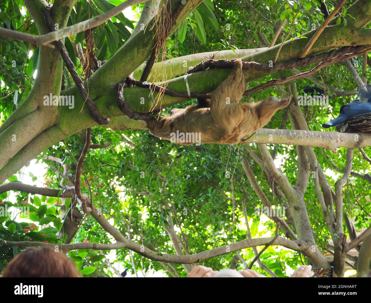 National Aviary - Linnaeus’s Two-toed Sloth on the Move Stock Photo - Alamy