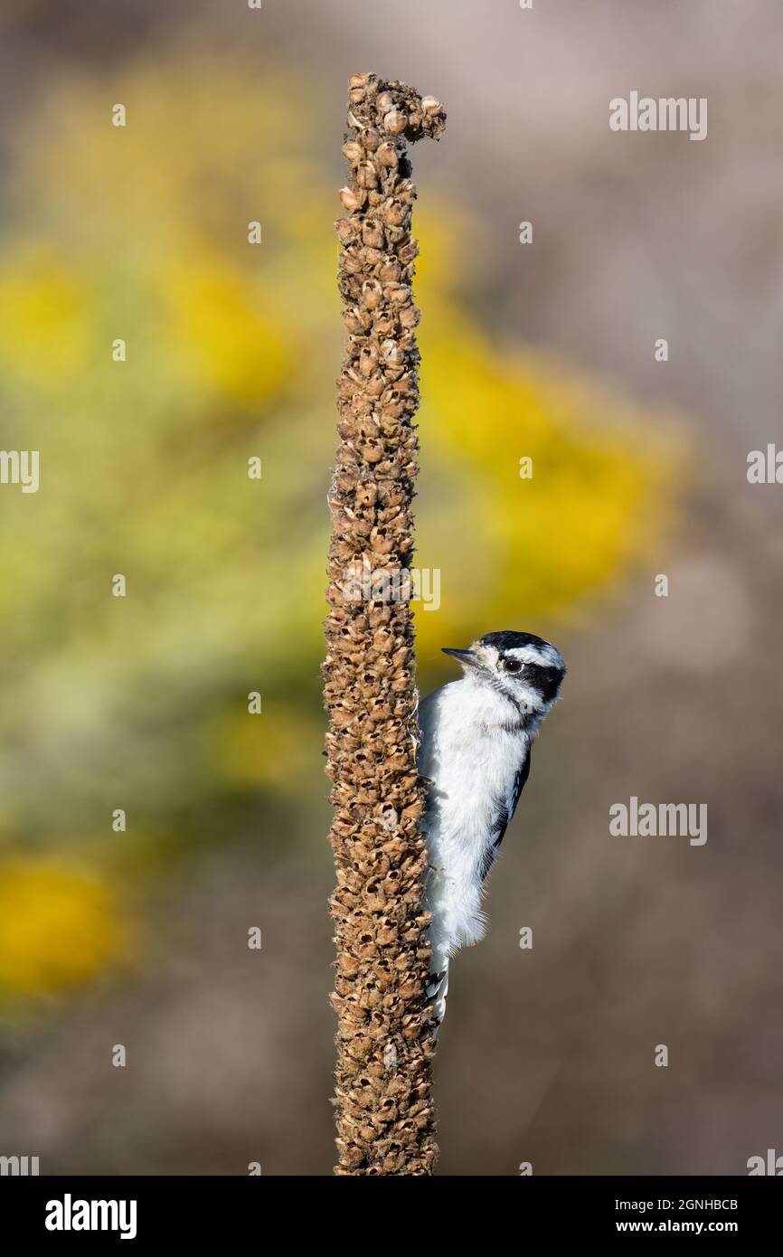 A downy woodpecker forages on greater mullein, with goldenrod in the background, at Rouge Beach in Scarborough, Ontario. Stock Photo