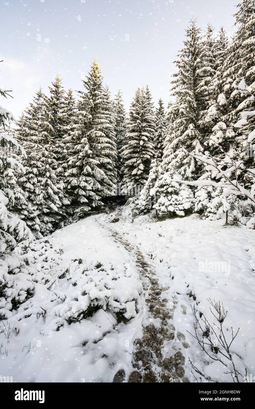 Tall dense old spruce hi-res stock photography and images - Alamy